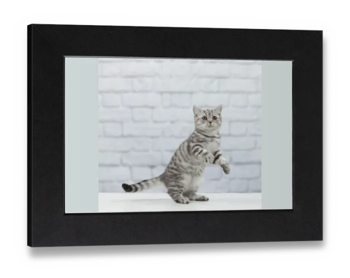 Stampa con cornice : Immagine n° 11092031