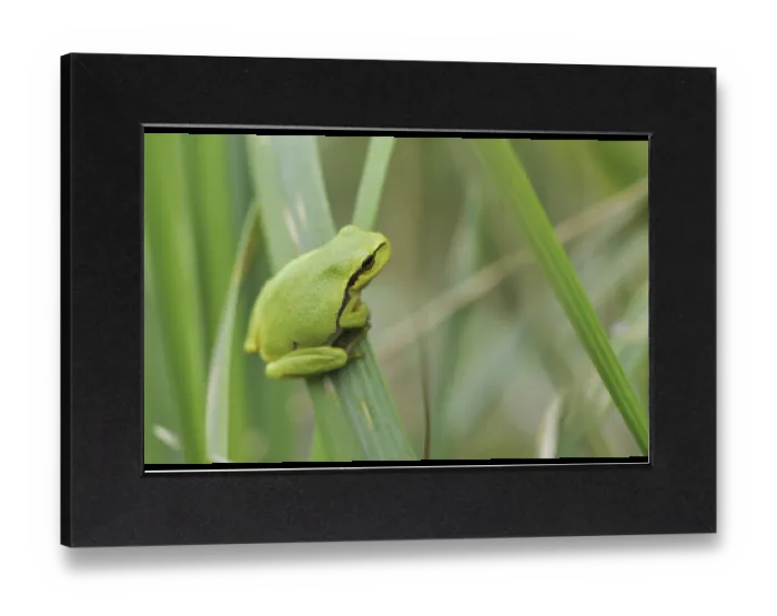 Stampa con cornice : Rana verde europea (Hyla arborea)