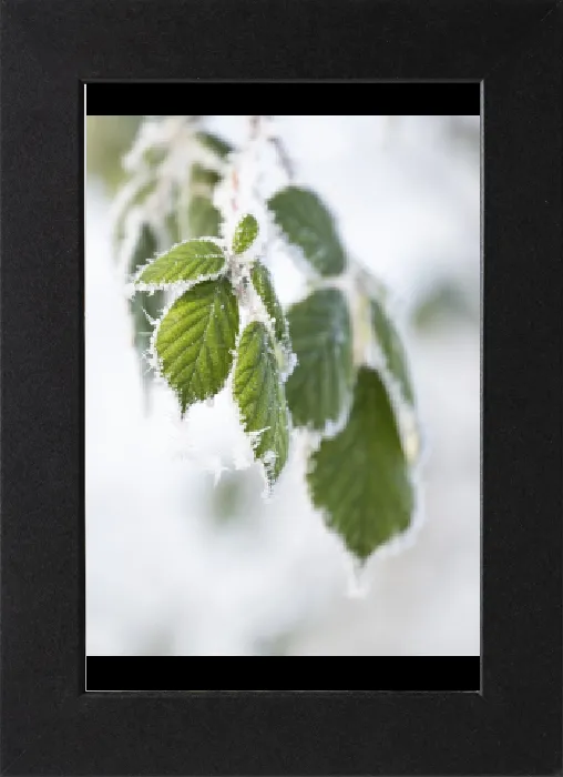 Stampa con cornice : Blackberry (Rubus sectio Rubus) Stampa con cornice : Blackberry (Rubus sectio Rubus)