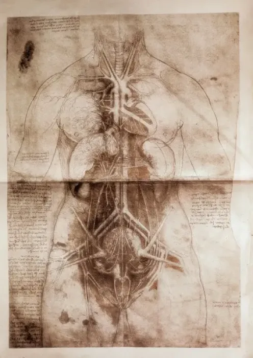 Stampa con cornice : Studio anatomico