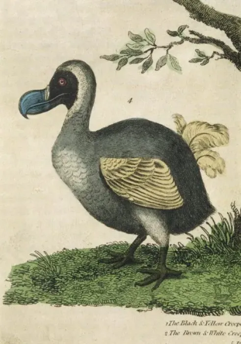 Stampa con cornice : Dodo è Buffon Stampa con cornice : Dodo è Buffon