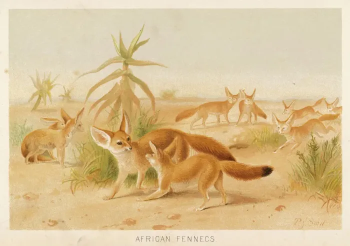 Stampa con cornice : FENNEC. Il cane zibetta è un animale simile al lupo con orecchie molto