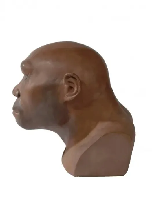 Stampa con cornice : Homo erectus, uomo di Java. Stampa con cornice : Homo erectus, uomo di Java.