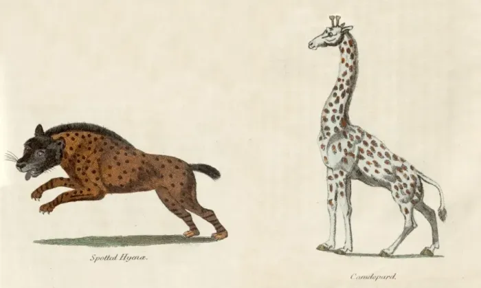 Stampa con cornice : Leopardo e Iena.