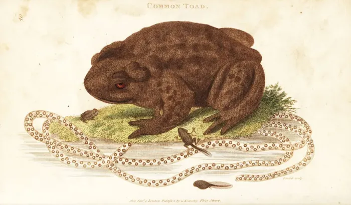 Stampa con cornice : Rana, Bufo bufo. Stampa con cornice : Rana, Bufo bufo.