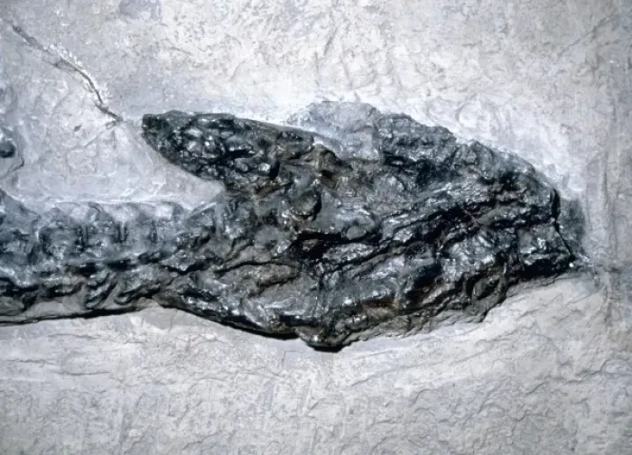 Stampa con cornice : Plesiosaurus dolichodeirus: Testa solo.