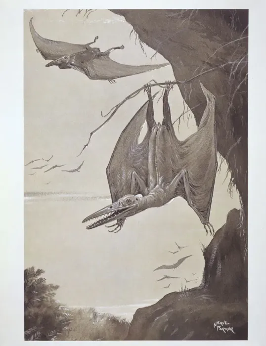 Stampa con cornice : Pterodactyl Stampa con cornice : Pterodactyl