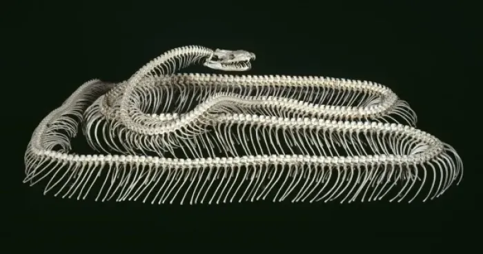Stampa con cornice : Python molurus, pitone reale. Stampa con cornice : Python molurus, pitone reale.