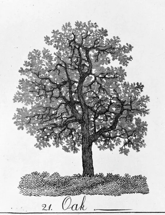 Stampa con cornice : Quercia, querce