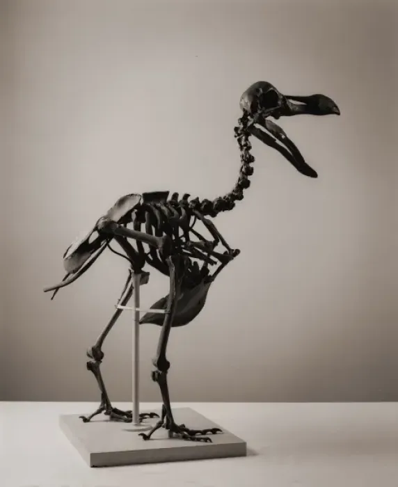 Stampa con cornice : Raphus cucullatus, dodo. Stampa con cornice : Raphus cucullatus, dodo.