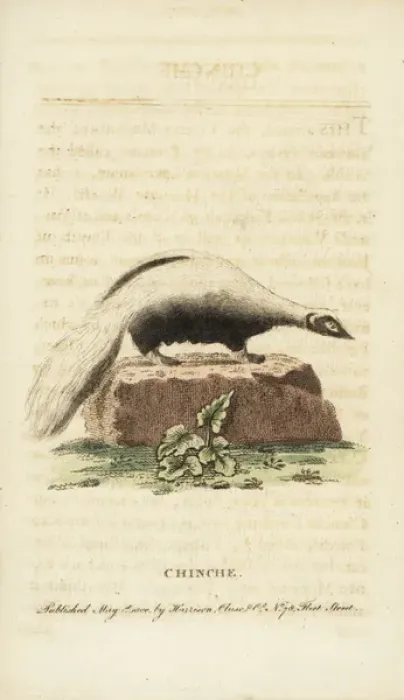 Stampa con cornice : Tasso striato, Mephitis mephitis.