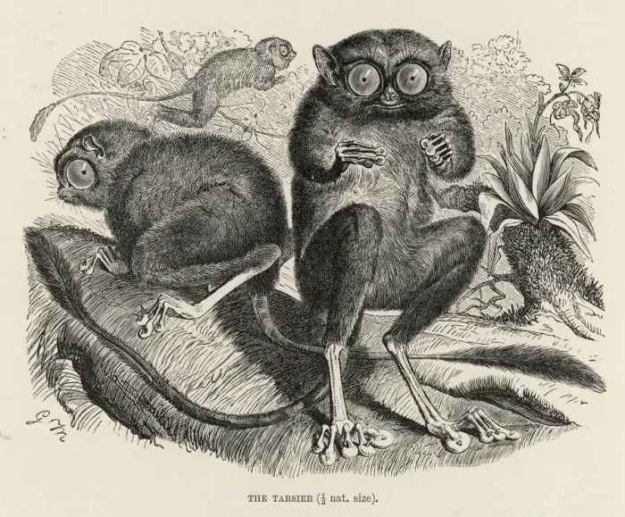 Stampa con cornice : TARSIER. (Tarsiù Bancano) Questo è probabilmente il tarsiù occidentale Stampa con cornice : TARSIER. (Tarsiù Bancano) Questo è probabilmente il tarsiù occidentale