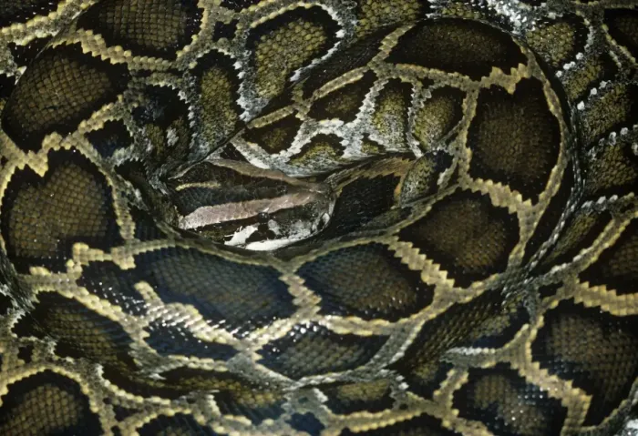Stampa con cornice : Python di rocce africane - raggomaglione Stampa con cornice : Python di rocce africane - raggomaglione