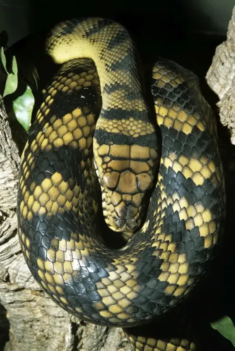 Stampa con cornice : Python di ametrista  /  Ametrastina / Python a spira - cavo