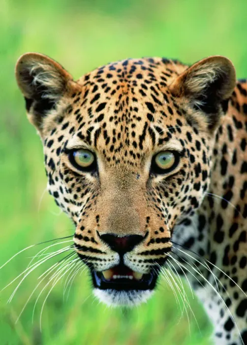 Stampa con cornice : Leopard. Haydn-Oakley, 1991. Haydn-Oakley leopardi (Panthera pardus) Stampa con cornice : Leopard. Haydn-Oakley, 1991. Haydn-Oakley leopardi (Panthera pardus)