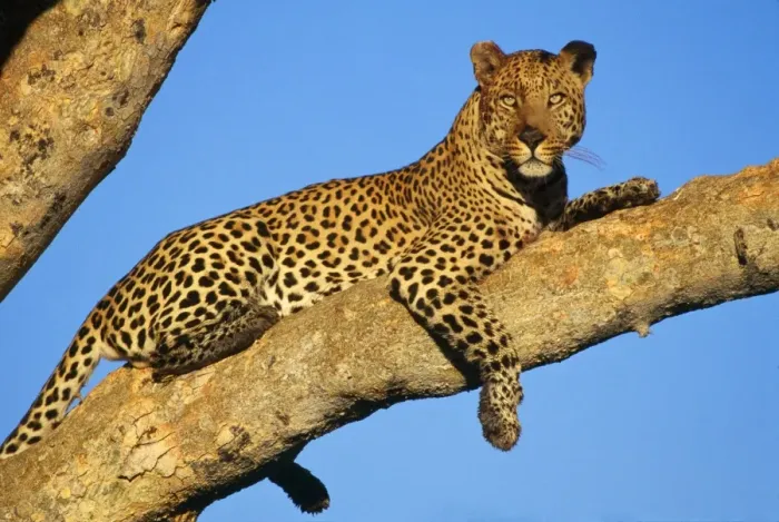 Stampa con cornice : Leopard. Hayden Leopard 5, pantera del paradiso 