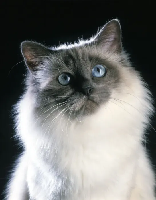 Stampa con cornice : Gatto Birmana Stampa con cornice : Gatto Birmana