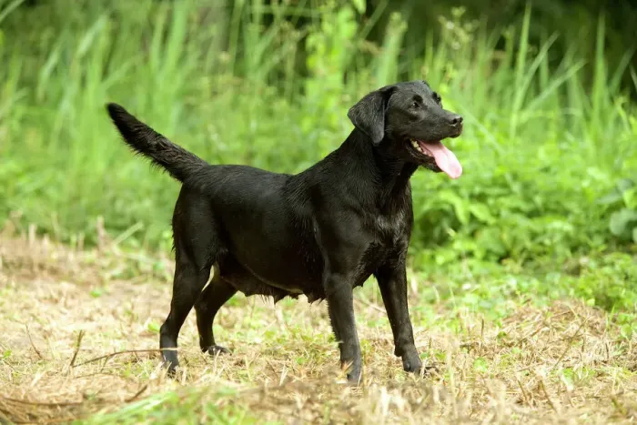Stampa con cornice : Labrador nero Stampa con cornice : Labrador nero