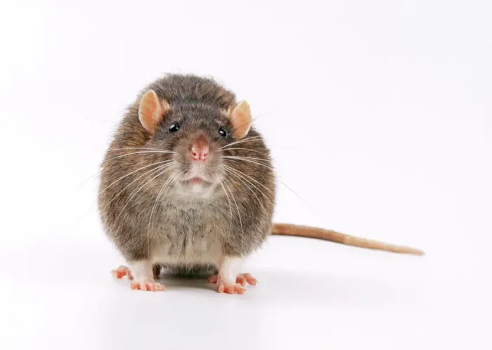 Stampa con cornice : Rat marrone Stampa con cornice : Rat marrone