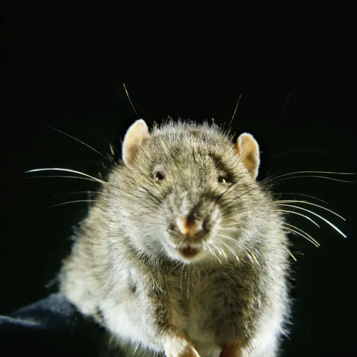 Stampa con cornice : Rat marrone Stampa con cornice : Rat marrone