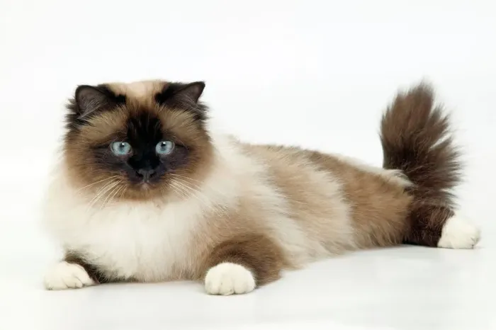 Stampa con cornice : Gatto - Birmana