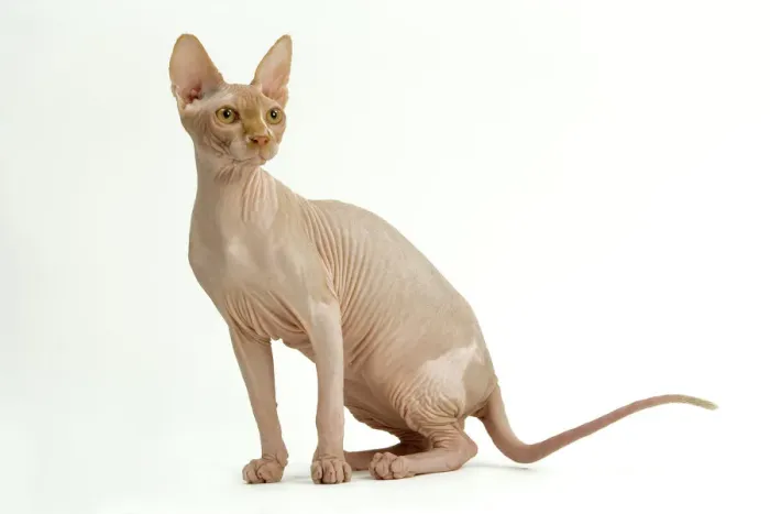 Stampa con cornice : Gatto - Sfinge