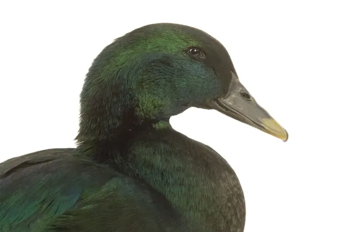 Stampa con cornice : Cayuga Duck - in studio Stampa con cornice : Cayuga Duck - in studio