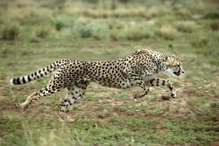 Stampa con cornice : Cheetah in Namibia Stampa con cornice : Cheetah in Namibia