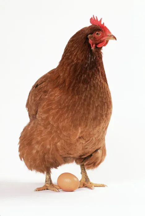 Stampa con cornice : Uovo e pollo