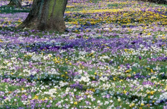 Stampa con cornice : Crocus - primavera