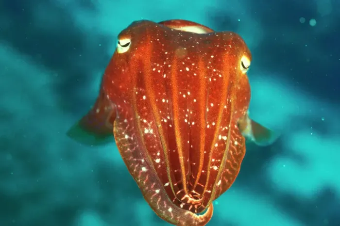 Stampa con cornice : Cuttlefish Stampa con cornice : Cuttlefish