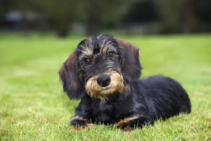 Stampa con cornice : Dachshund. Me-1978 Cane - Dachsbrunzu Giovanni De Meester Si prega di notare Stampa con cornice : Dachshund. Me-1978 Cane - Dachsbrunzu Giovanni De Meester Si prega di notare