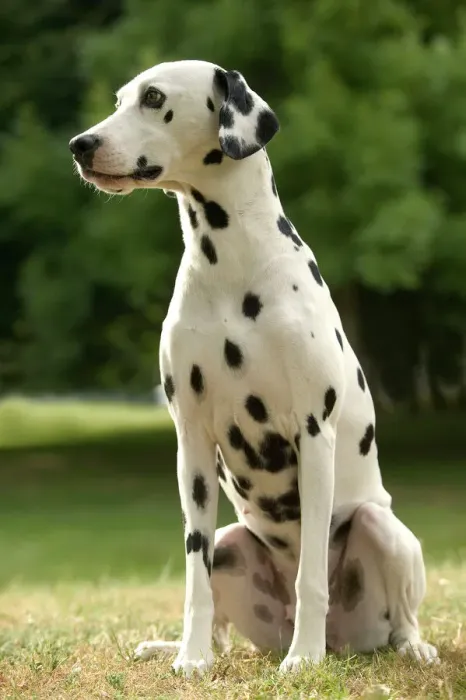Stampa con cornice : Cane Dalmata - seduto