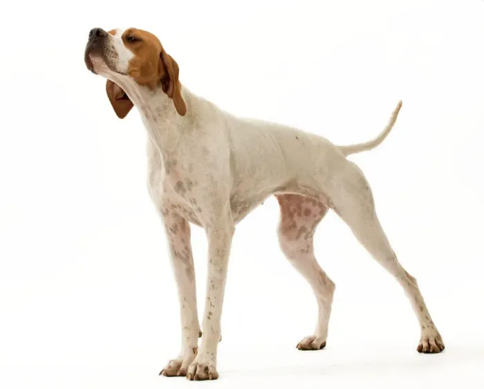 Stampa con cornice : Cane - Indicatore