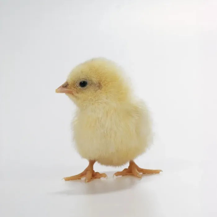 Stampa con cornice : Pollo Pollo