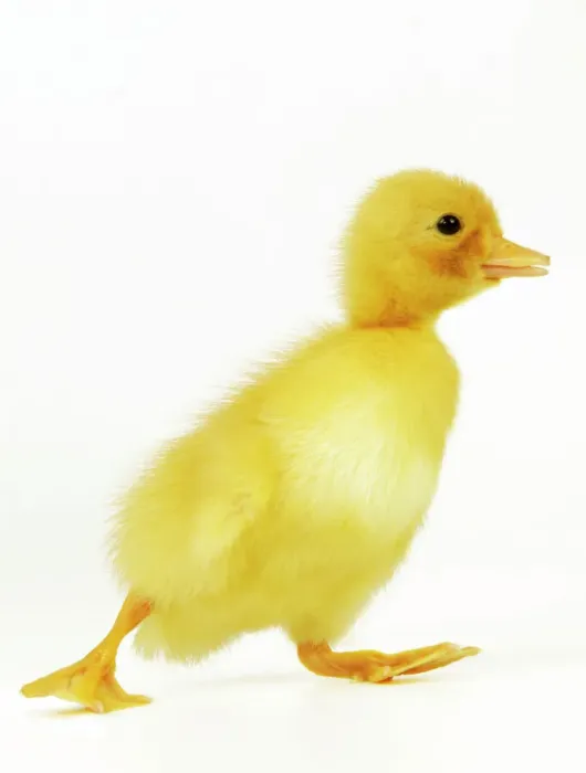 Stampa con cornice : Duckling. La 977 m Anatra - Cucchiaino di anatra Giacomo Michele La Bat Stampa con cornice : Duckling. La 977 m Anatra - Cucchiaino di anatra Giacomo Michele La Bat