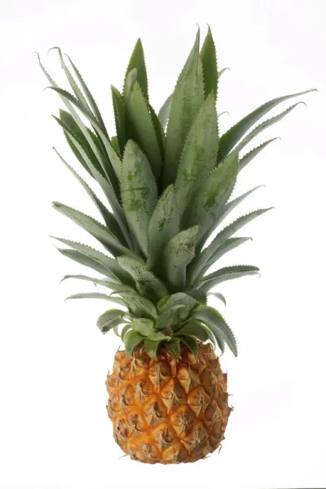 Stampa con cornice : Pineapple. LA 1042 Fragola Gianni Micolabà Si prega di notare che le stampe Stampa con cornice : Pineapple. LA 1042 Fragola Gianni Micolabà Si prega di notare che le stampe