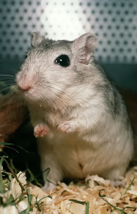 Stampa con cornice : Gerbil. PM-8646 GERBIL Pat Morris Prendere nota che le stampe sono destinata Stampa con cornice : Gerbil. PM-8646 GERBIL Pat Morris Prendere nota che le stampe sono destinata