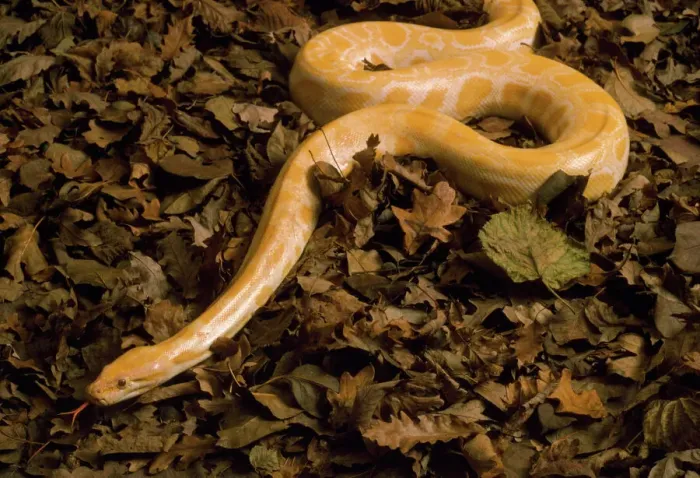 Stampa con cornice : Python di Birmia d'oro - albinismo