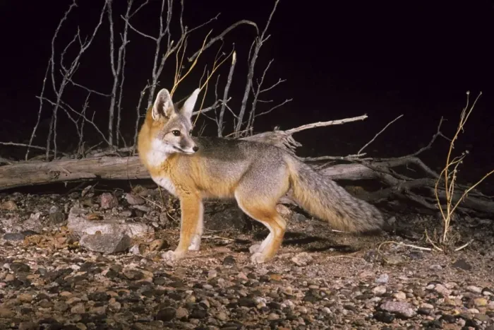 Stampa con cornice : Vulpes macropus