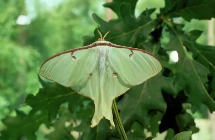 Stampa con cornice : Lepidoptera della luna