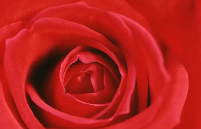 Stampa con cornice : Cuore di una Rosa Rossa Stampa con cornice : Cuore di una Rosa Rossa