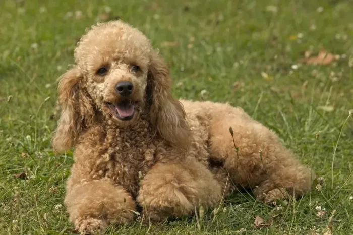 Stampa con cornice : Cane Poodles Stampa con cornice : Cane Poodles