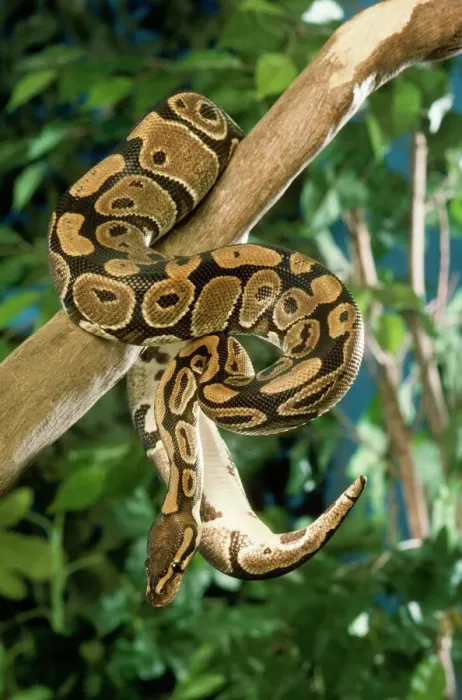 Stampa con cornice : Python reale balla Stampa con cornice : Python reale balla