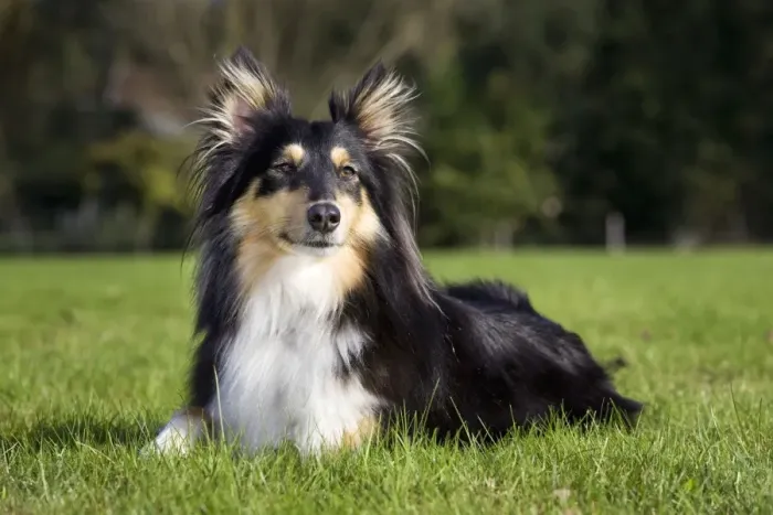 Stampa con cornice : Sheltie. ME-2048 Cane - Shetland Sheepdog Johan De Meester Si prega di