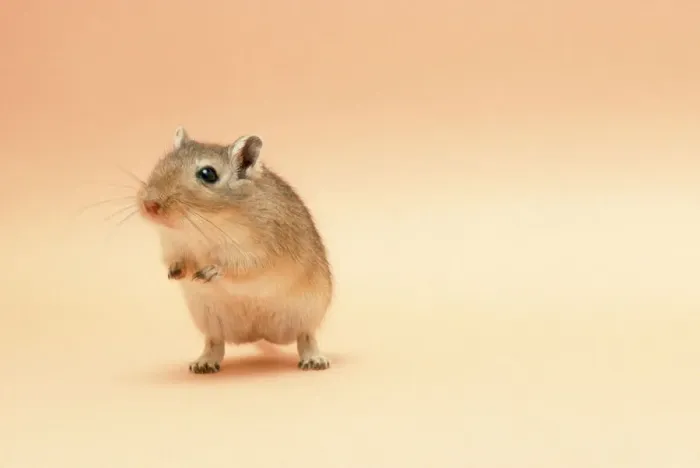 Stampa con cornice : Gerbil. JD-5683 Gerbile Stando sulle zampe dietro