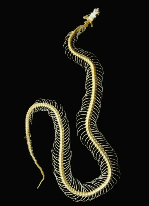 Stampa con cornice : Scheletro di Serpente Stampa con cornice : Scheletro di Serpente