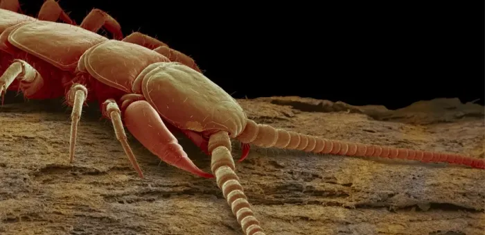 Stampa con cornice : Centipedo, SEM Stampa con cornice : Centipedo, SEM