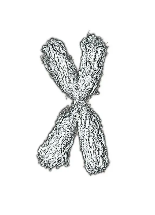 Stampa con cornice : Chromosome Stampa con cornice : Chromosome