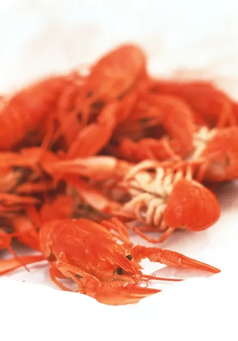 Stampa con cornice : Crayfish. Le creste di gamberi, Le creste di gamberi (Cherax spp.)